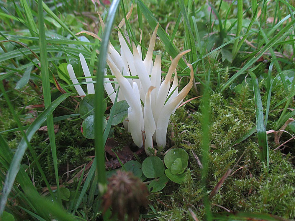 Wurmförmiges Wiesenkeulchen.jpg