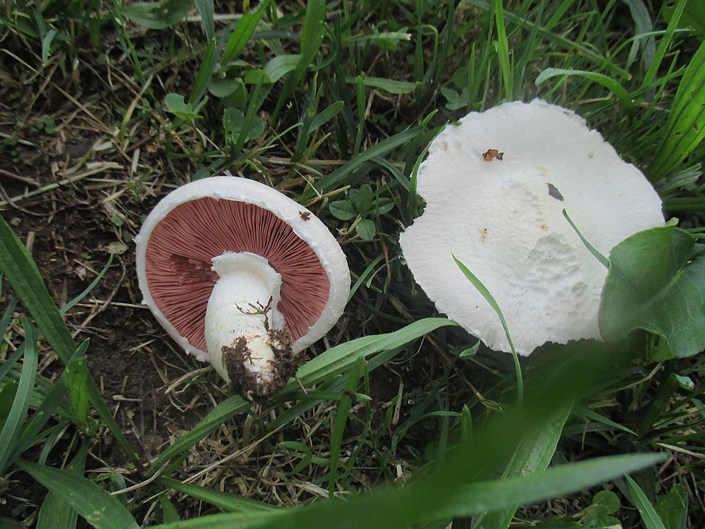 Wiesenchampignon.jpg