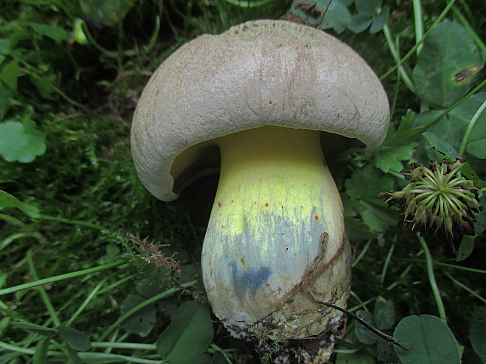 Wurzelnder Bitterröhrling.jpg