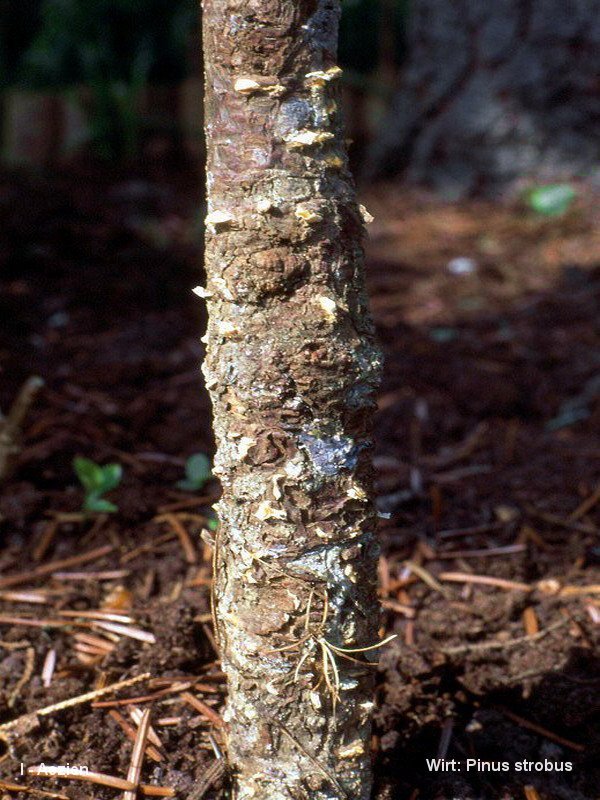 3-Cronartium ribicola-I-1.8.2.3.1.5a.JPG