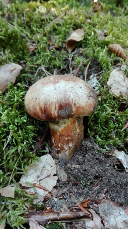 Handy Bilder 730 (421x750).jpg