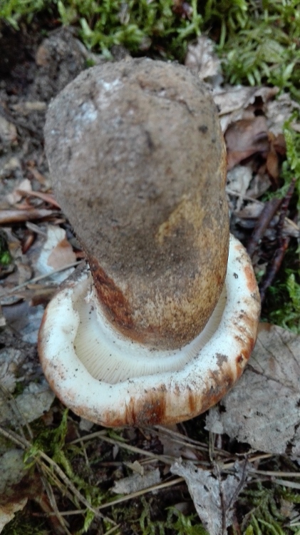 Handy Bilder 731 (421x750).jpg