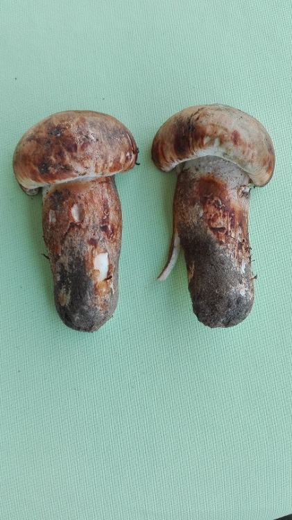 Handy Bilder 734 (421x750).jpg