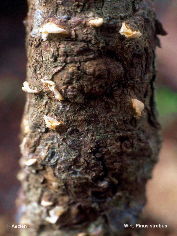 3-Cronartium ribicola-I-1.8.2.3.1.5.b.JPG