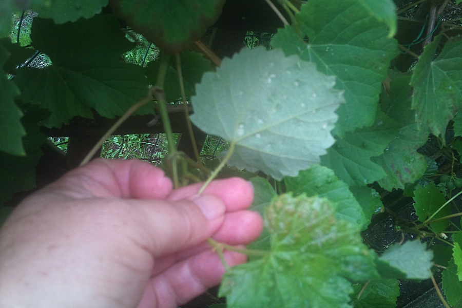 Blattrückseite,  Befall erscheint eingesenkt