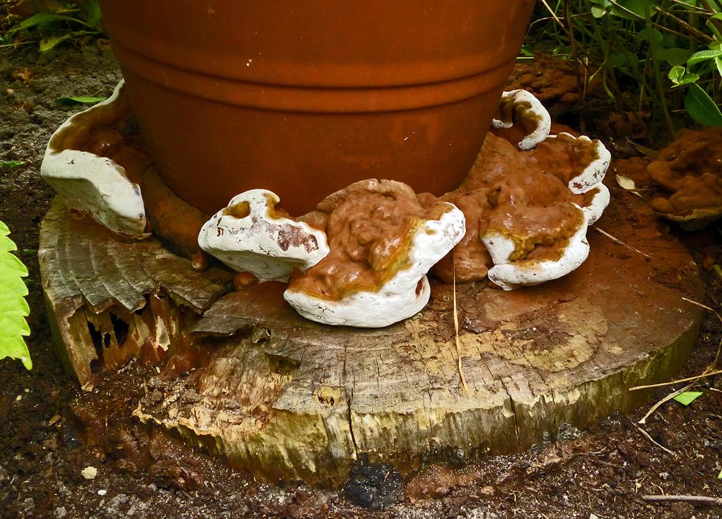 P1180229-bb (Copy).jpg