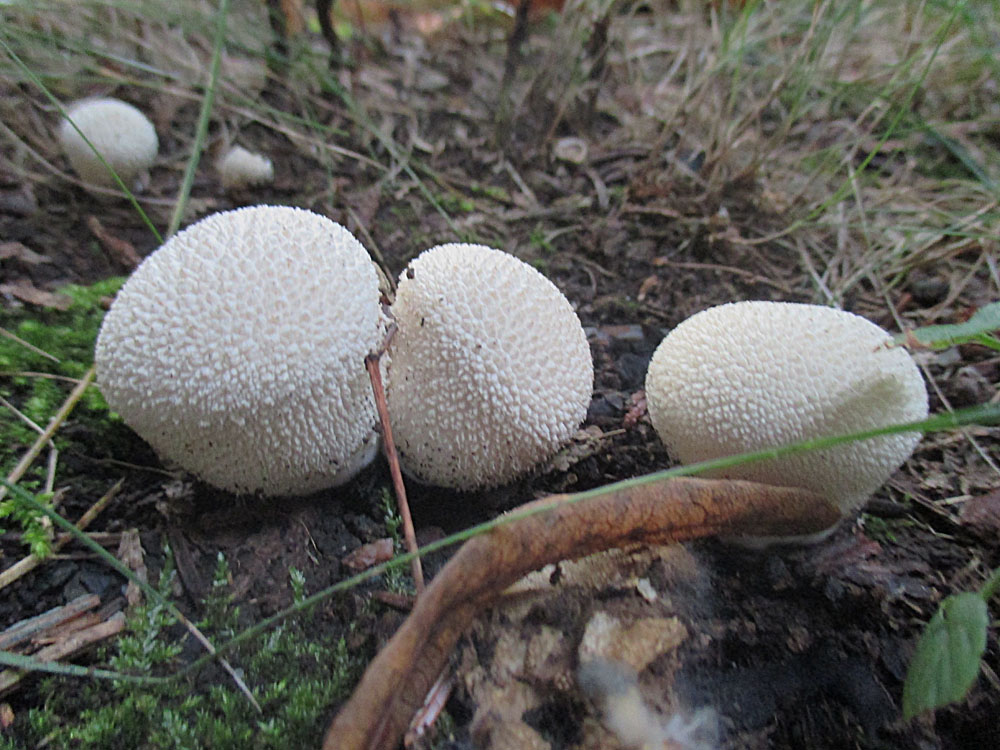 Flaschen-Stäublinge (Lycoperdon perlatum).jpg