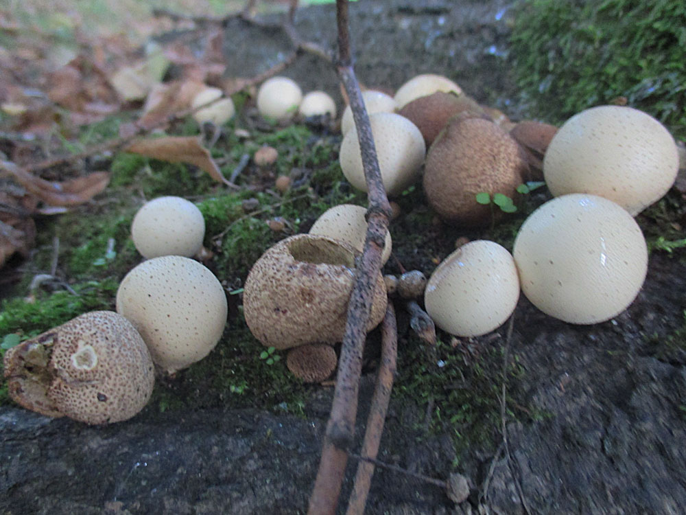 Birnenstäubling (Lycoperdon pyriforme).jpg
