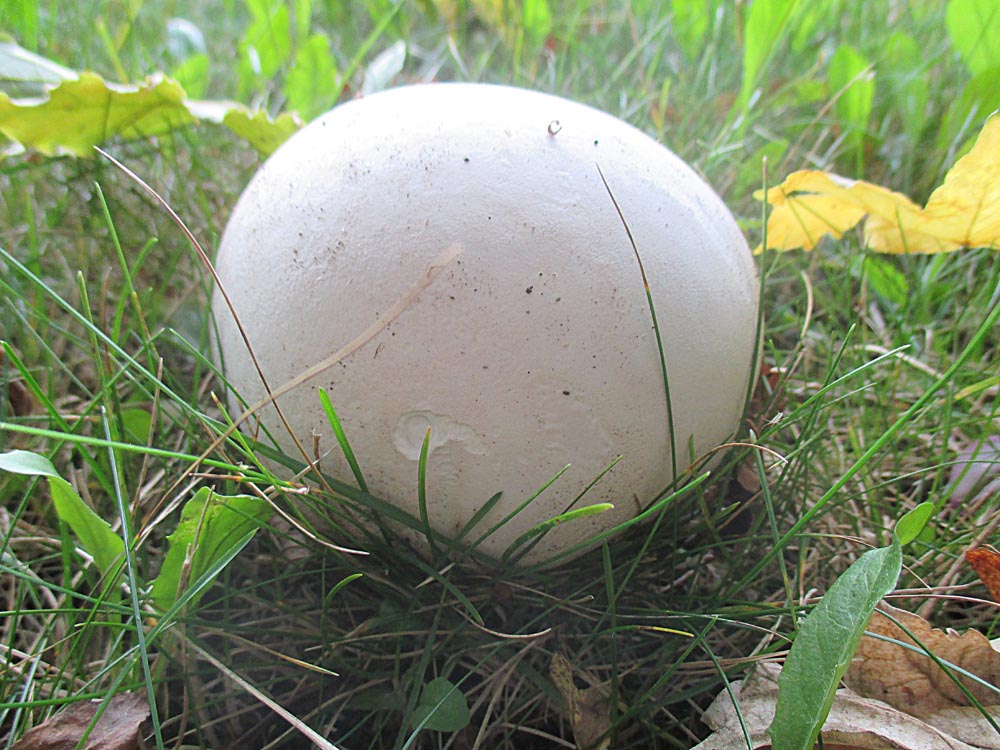 Riesenbovist (Calvatia gigantea).jpg