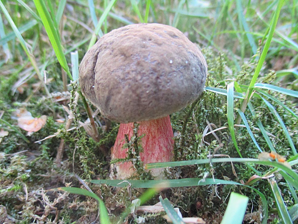 Bereifter Rotfußröhrling (Xerocomellus pruinatus).jpg