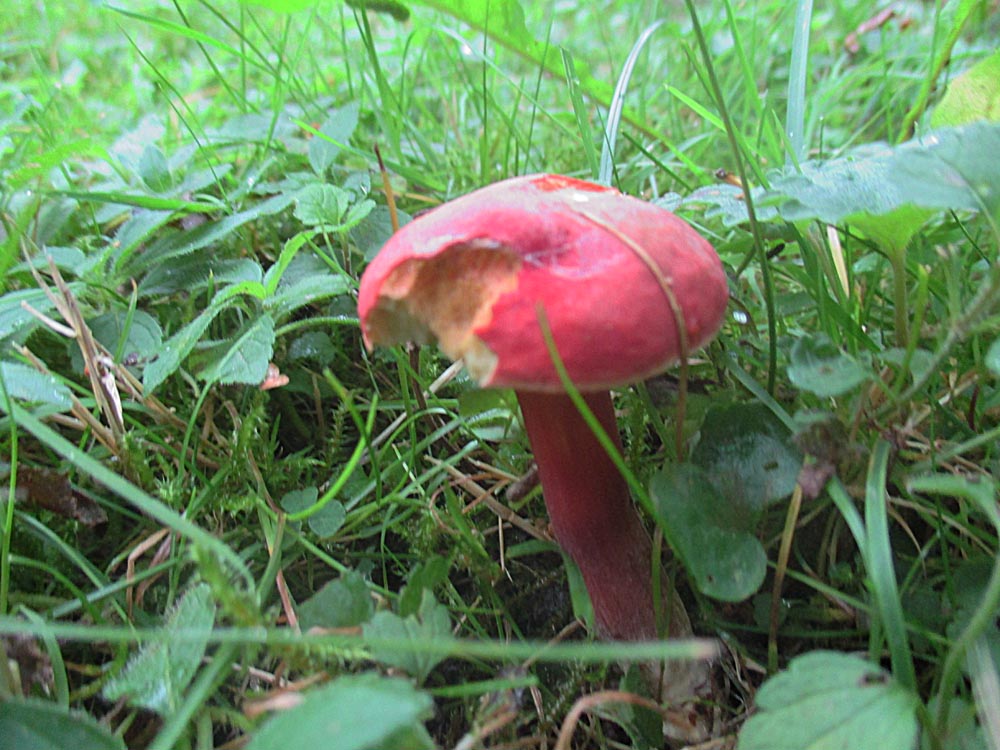 Blutroter Röhrling (Hortiboletus rubellus).jpg