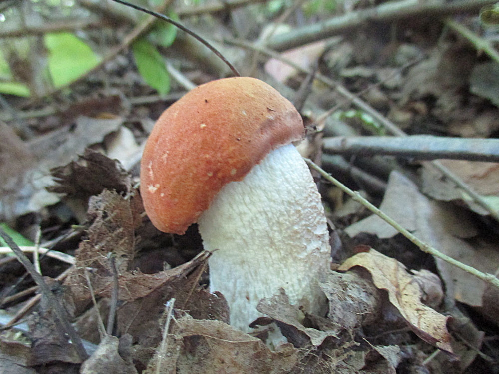 Espenrotkappe (Leccinum leucopodium).jpg