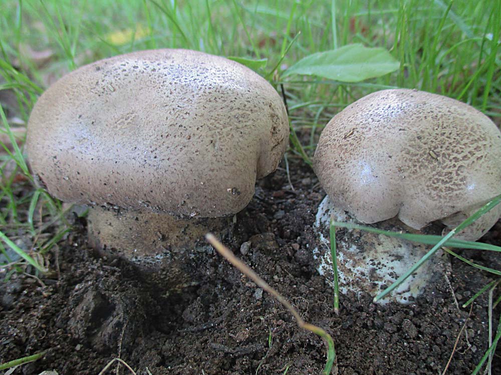 Wurzelnder Bitter-Röhrling (Caloboletus radicans).jpg