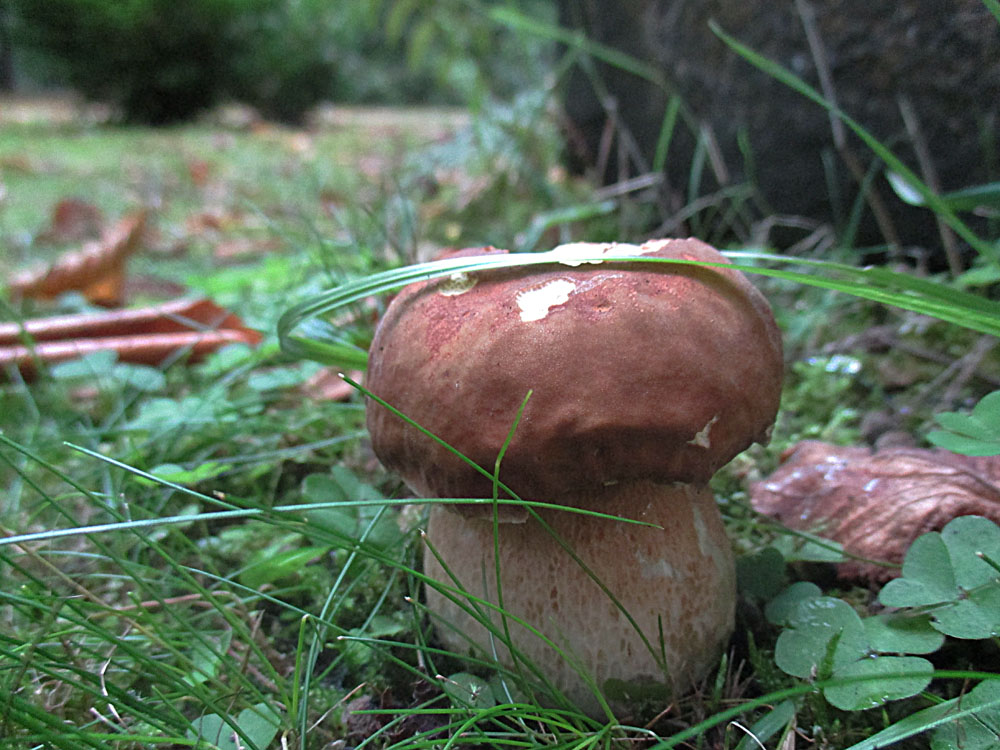 Sommer-Steinpilz (Boletus aestivalis).jpg