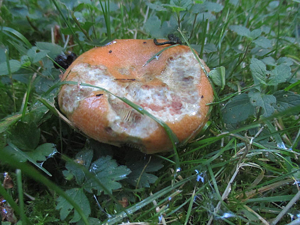 Fichtenreizker (Lactarius deterrimus).jpg