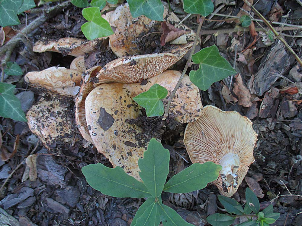 Queraderiger Milchling (Lactarius acerrimus).jpg