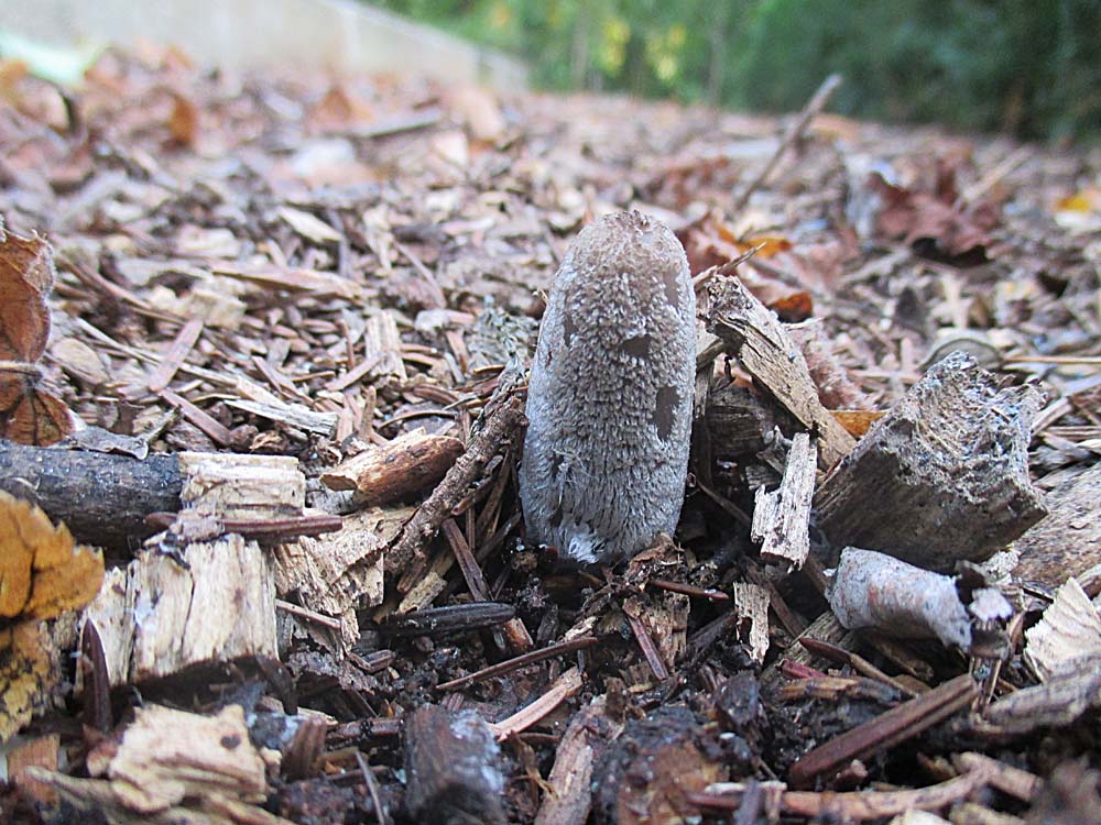Hasenpfote (Coprinopsis lagopus).jpg