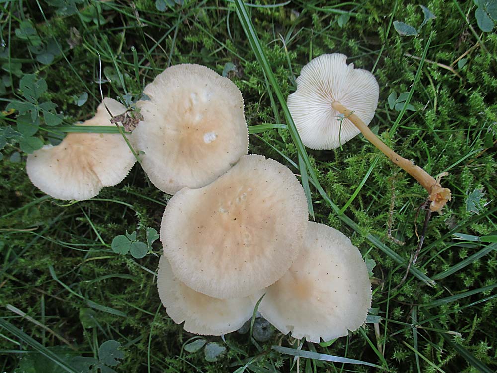 Heller Waldfreund-Rübling (Gymnopus aquosus).jpg