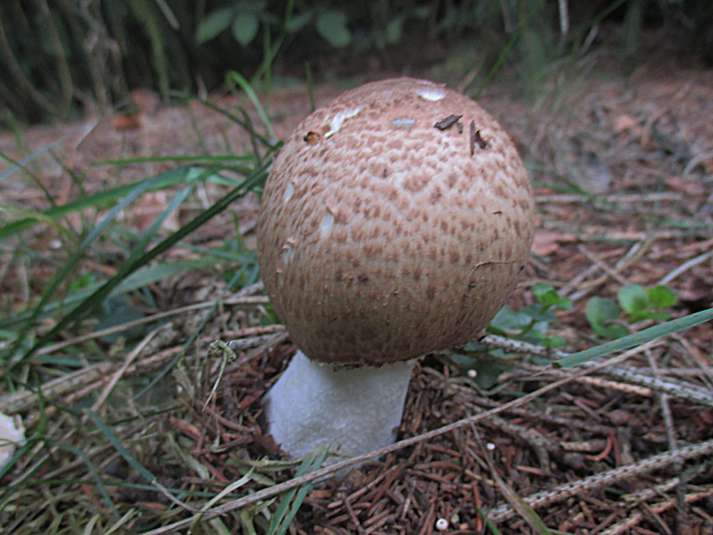 Riesen-Champignon (Agaricus augustus).jpg