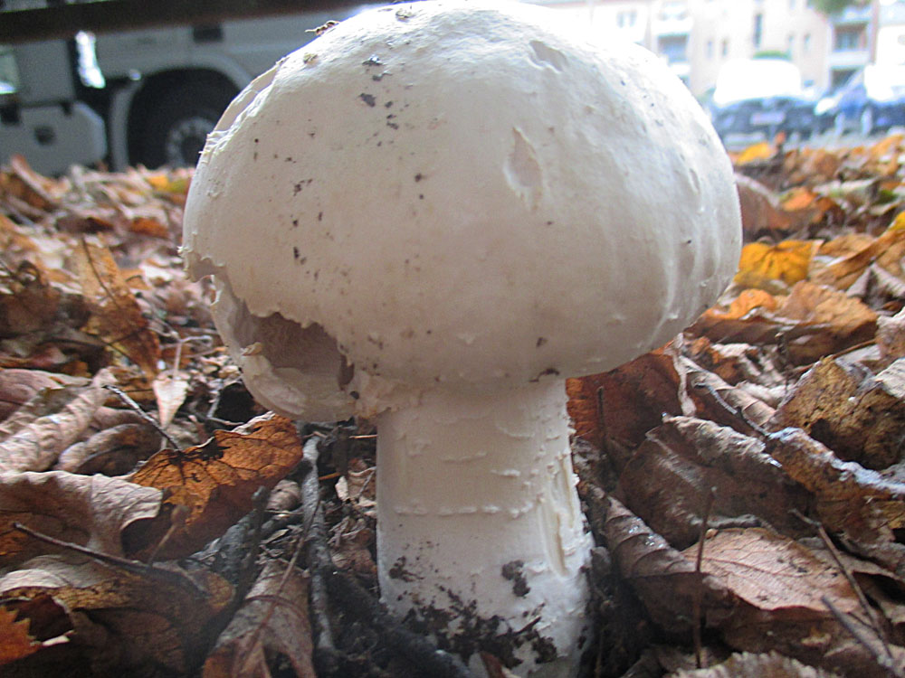 Weißer Anis-Champignon (Agaricus arvensis).jpg