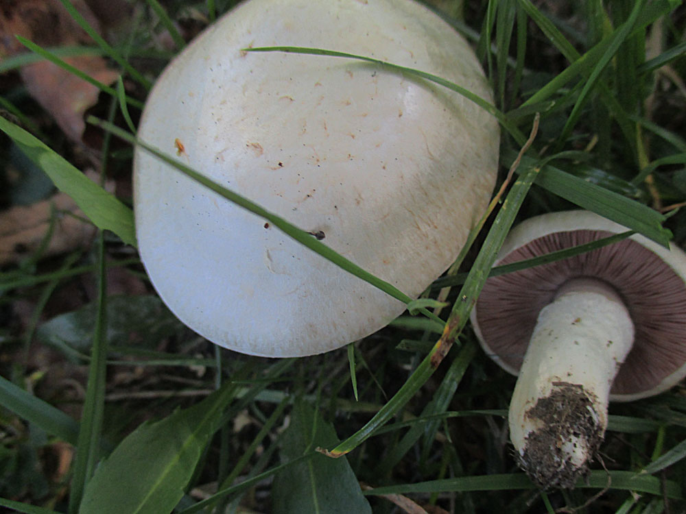 Wiesenchampignon (Agaricus campestris).jpg