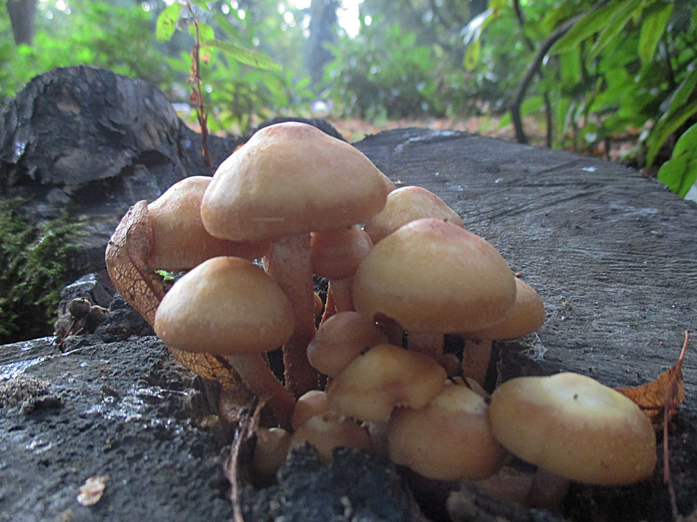 Stockschwämmchen (Kuehneromyces mutabilis).jpg