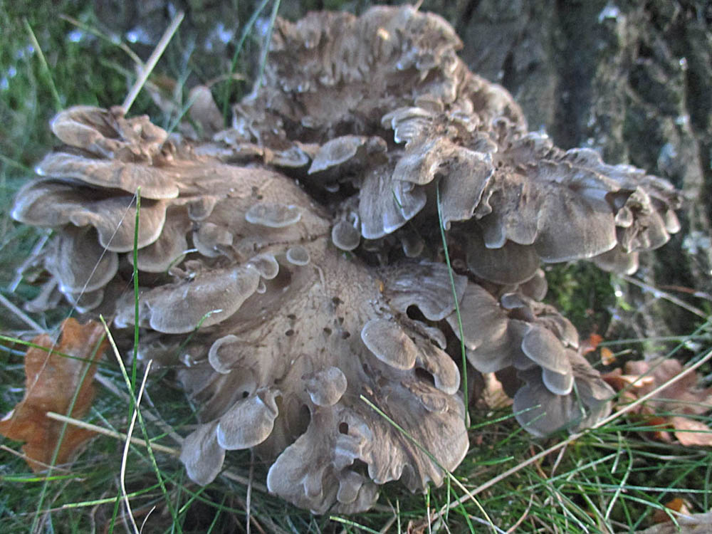 Klapperschwamm (Grifola frondosa).jpg