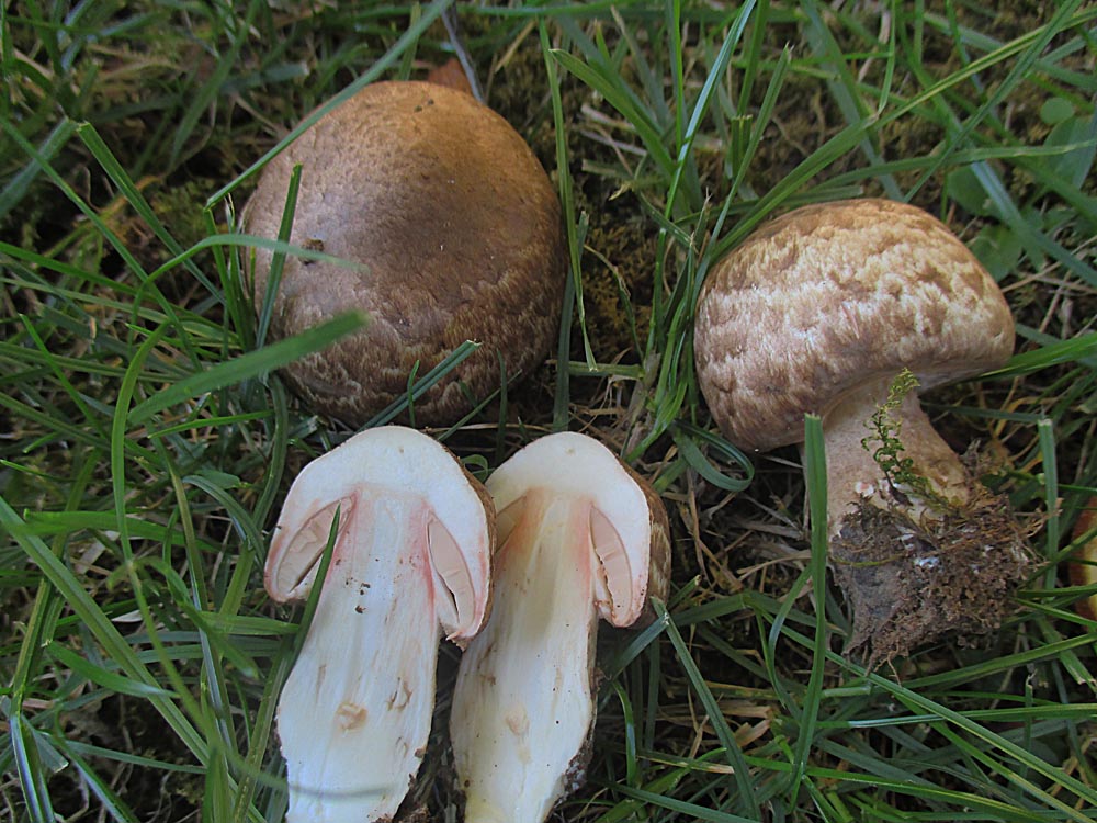Kleiner Blut-Egerling (Agaricus silvaticus).jpg