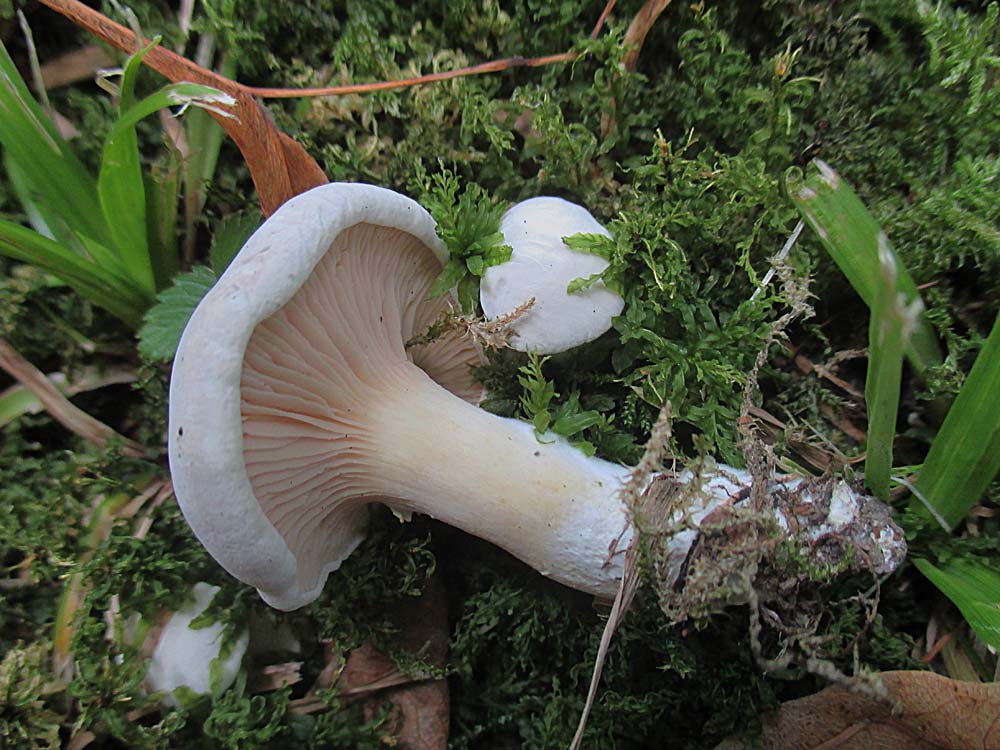 Mehlräsling (Clitopilus prunulus).jpg