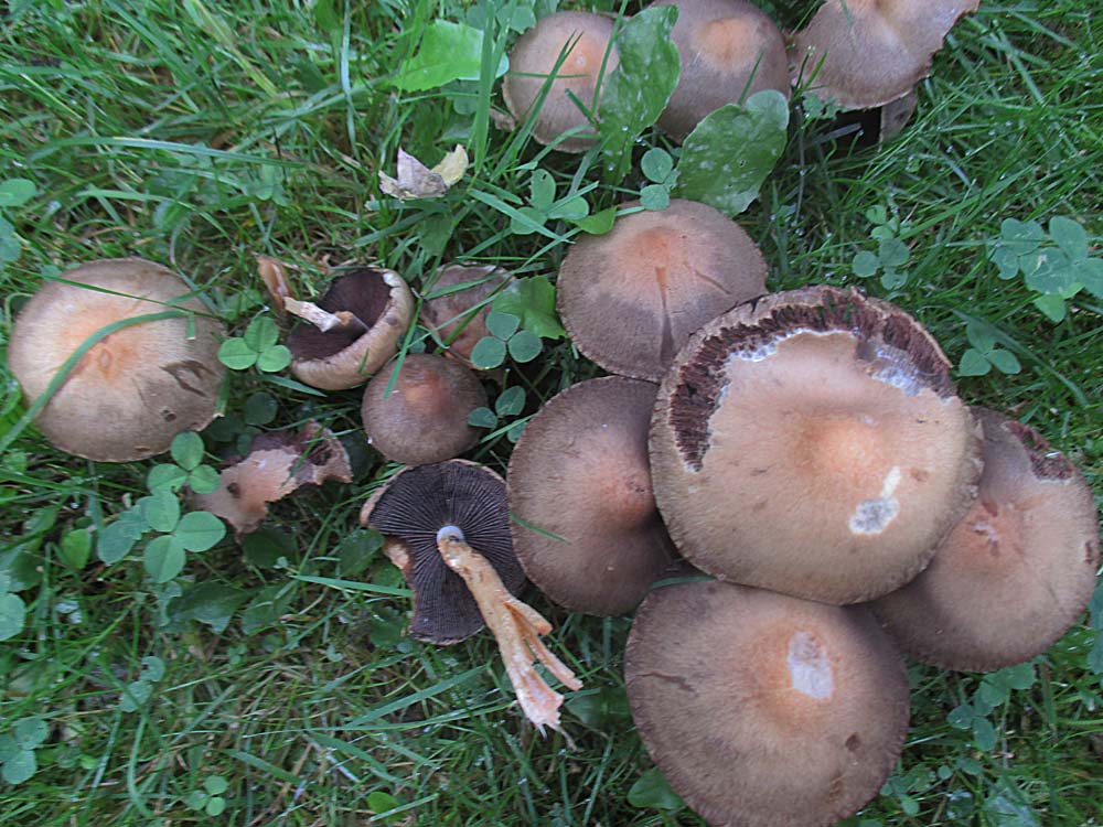 Tränender Saumpilz (Lacrymaria lacrymabunda).jpg