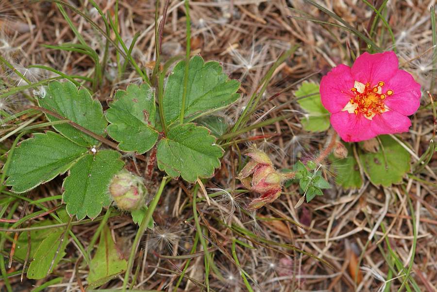 1. 2009-05-26 #5873-w2 Rosengewächs Gesamtansicht.jpg