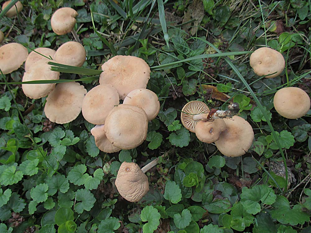 Nelkenschwindling (Marasmius oreades).jpg
