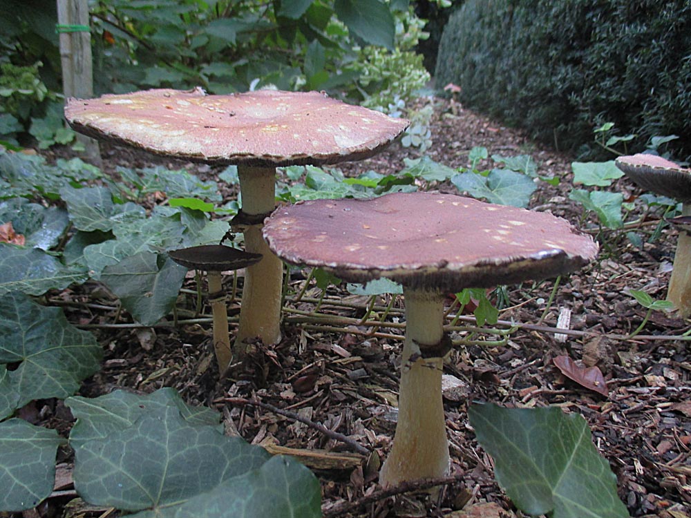 Kultur-Träuschling (Stropharia rugosoannulata).jpg