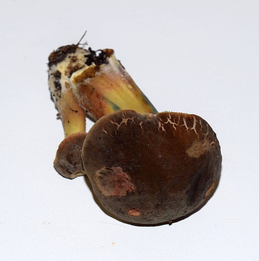 Die Fraßstellen im Hut weisen eine schwache aber deutlich sichtbare Rötung auf