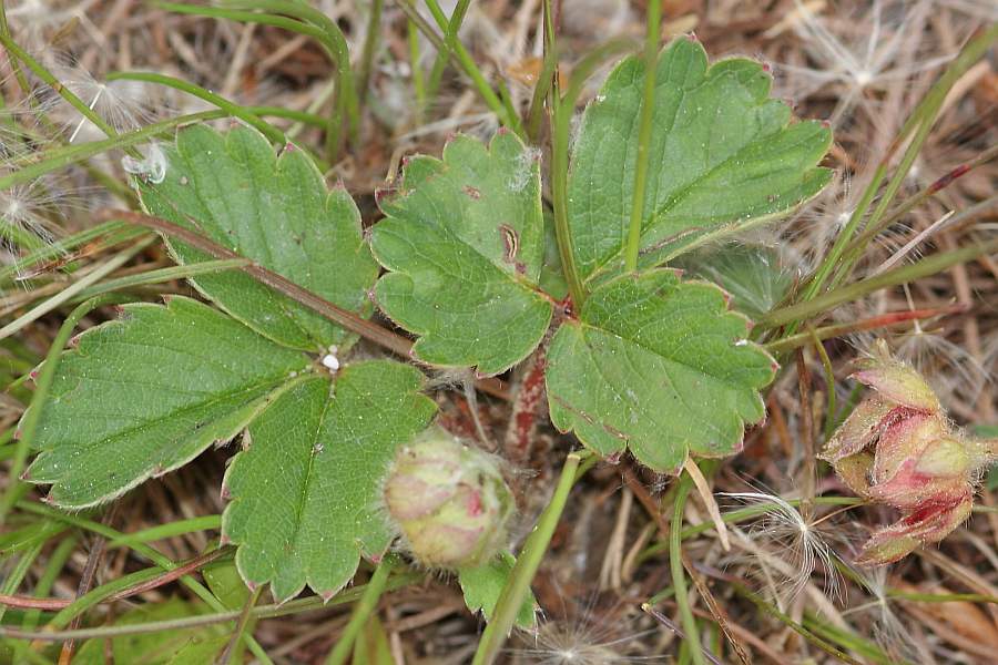 3. 2009-05-26 #5873-w Rosengewächs Laubblätter.jpg