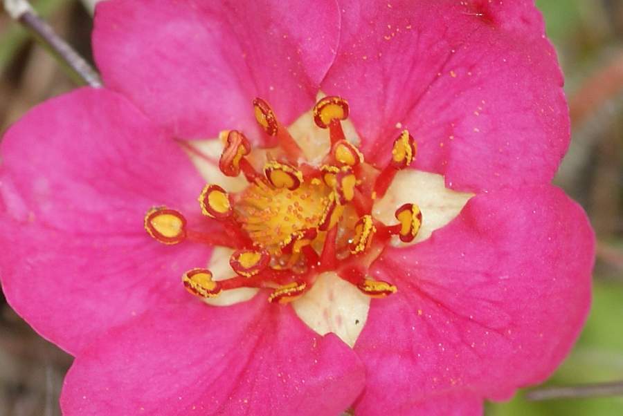 5. 2009-05-26 #5871-w Rosengewächs Staubfäden.jpg