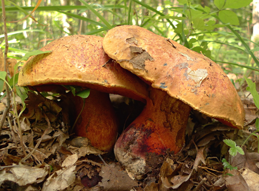 P1080434 - Kopie.JPG