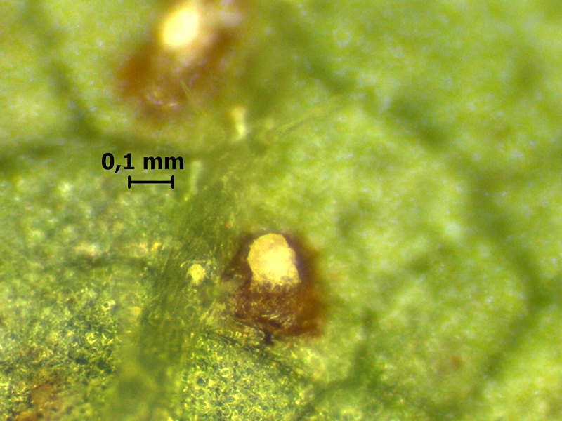 Mycosphaerella_ulmi_3.jpg