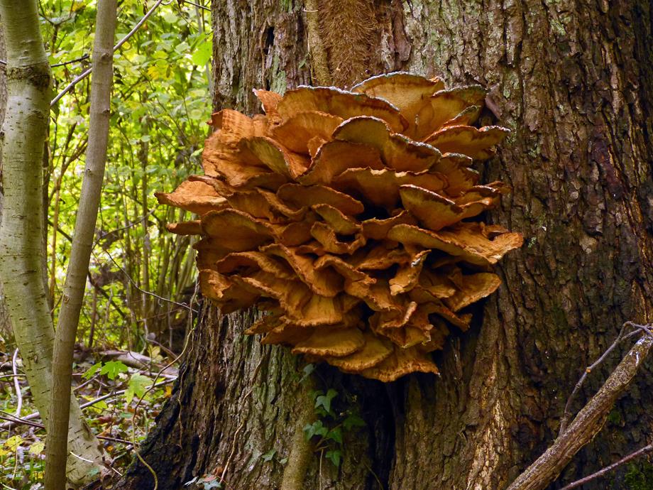 Porling_x02-b (Copy).jpg