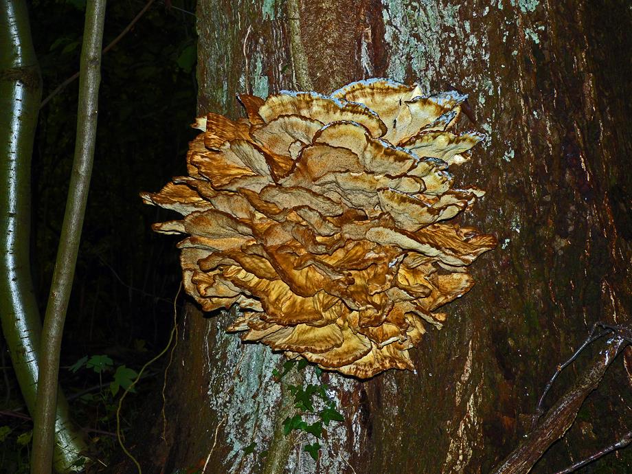 Porling_x03-b (Copy).jpg