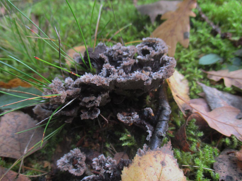 Gemeiner Erd-Warzenpilz (Thelephora terrestris).jpg