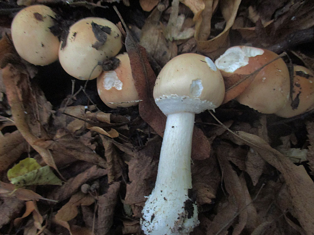 Getropfter Schleimschirmling (Limacella guttata).jpg