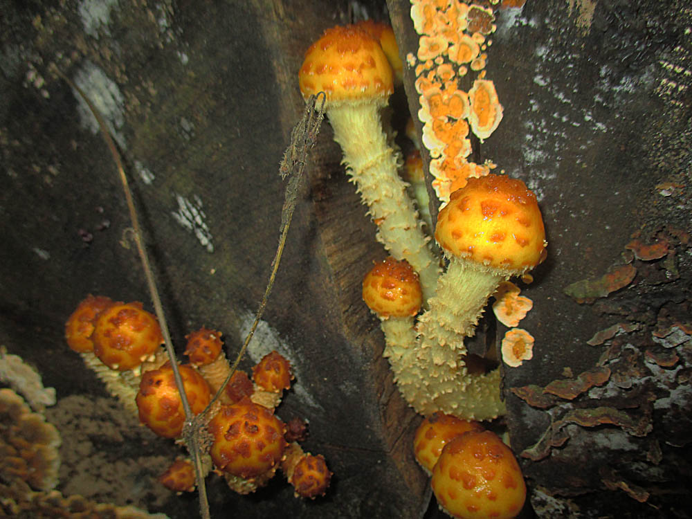 Goldfellschüppling (Pholiota adiposa).jpg