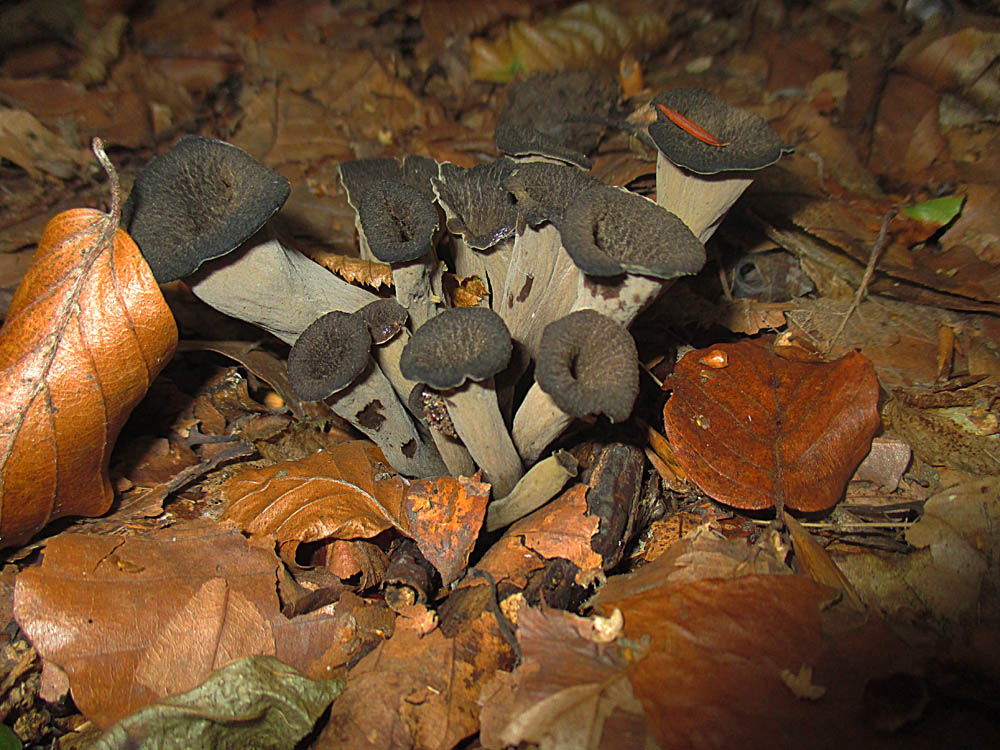 Herbsttrompete (Craterellus cornucopioides).jpg