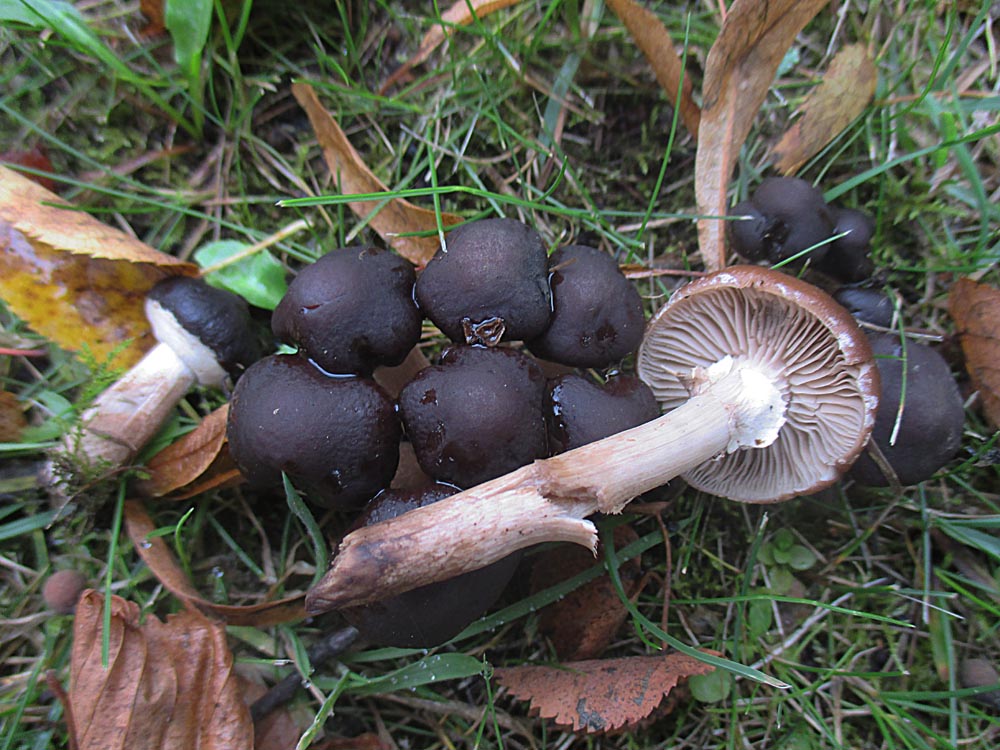 Leberbrauner Ackerling (Agrocybe erebia).jpg