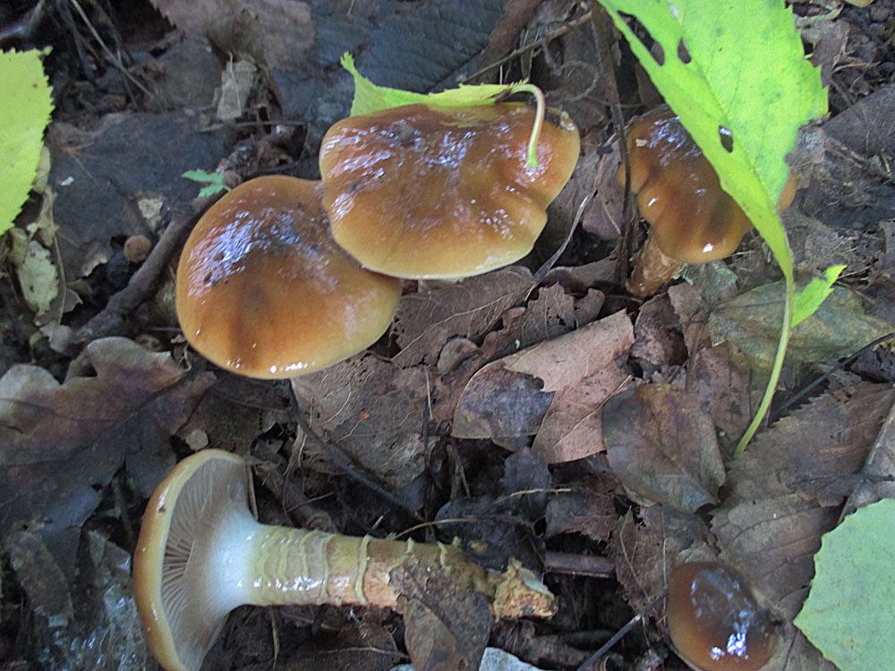 Natternstieliger Schleimfuß (Cortinarius trivialis).jpg
