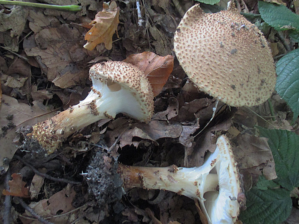 Rauer Stachel-Schirmling (Lepiota aspera).jpg