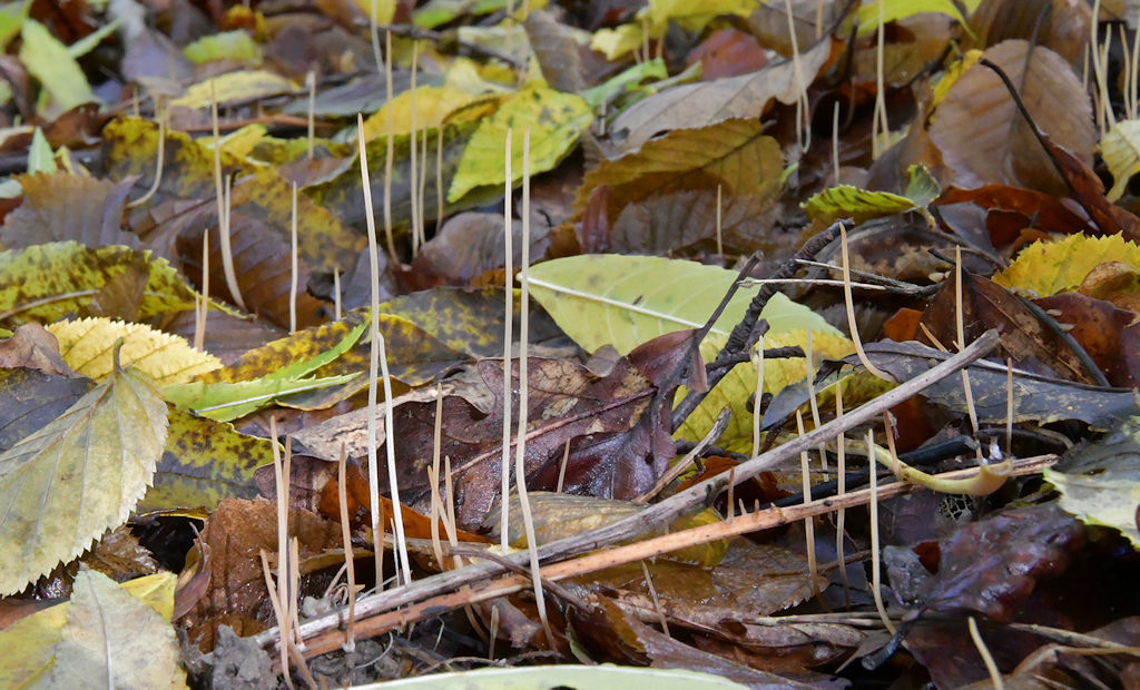 Macrotyphula_filiformis2.jpg