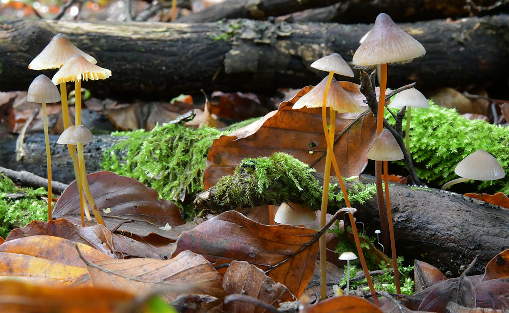 Mycena crocata.jpg