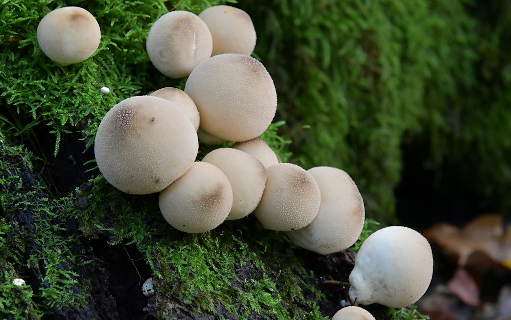Lycoperdon pyriforme.jpg